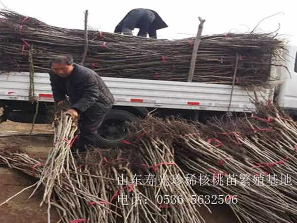 核桃苗發(fā)貨